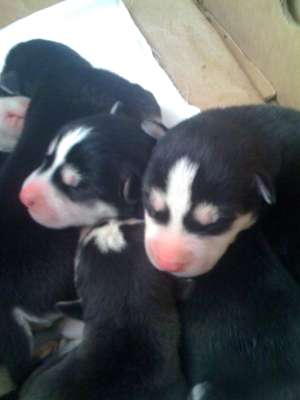 Vand doi Pui Husky , rasa pura,  fata si baiat, 2 luni !!!