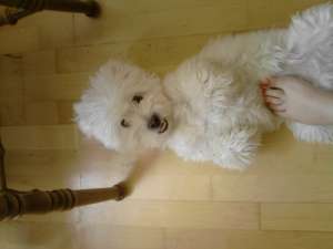 bichon maltez