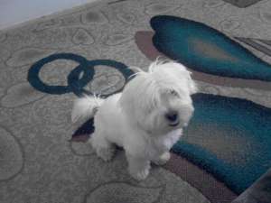 bichon maltez