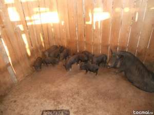 BVAND PORCI VIETNAMEZI fara colesterol