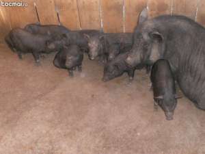 BVAND PORCI VIETNAMEZI fara colesterol