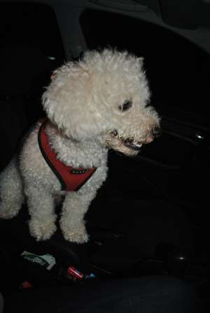 Monta bishon frise