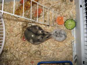 CUSCA HAMSTER