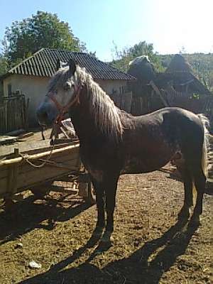 cal de vanzare