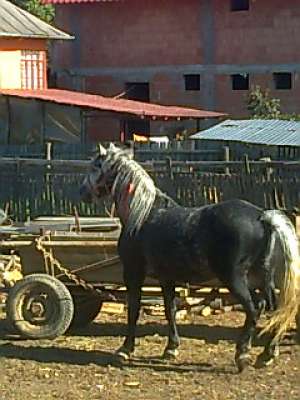cal de vanzare
