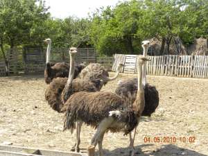 Struti de vanzare,  pereche producatoare,  o familie