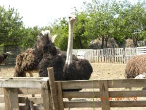 Struti de vanzare,  pereche producatoare,  o familie