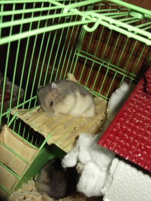 donez puiuti de hamsteri