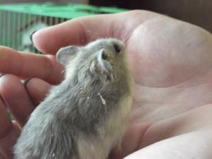 donez puiuti de hamsteri