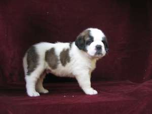 VAND PUI SAINT BERNARD