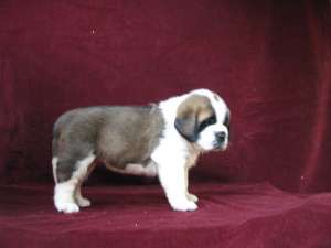 VAND PUI SAINT BERNARD