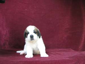 VAND PUI SAINT BERNARD