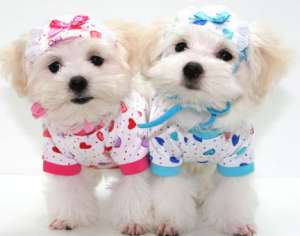 Cursuri Coafor Canin