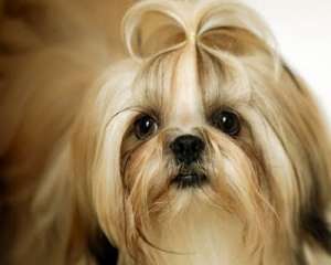 Cursuri Coafor Canin