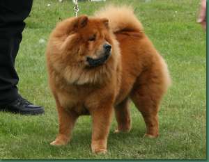 Cursuri Coafor Canin