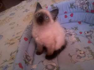 vand un pui birmanez adorabil si Jucaus