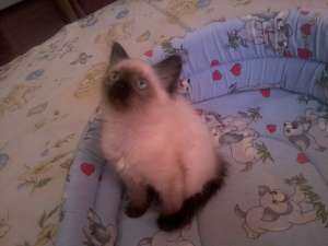 vand un pui birmanez adorabil si Jucaus