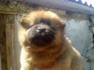 CHOW CHOW CU SI FARA PEDIGREE,  TOATE CULORILE-de la 250 e