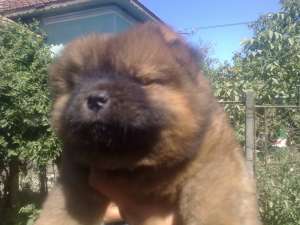 CHOW CHOW CU SI FARA PEDIGREE,  TOATE CULORILE-de la 250 e