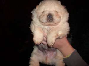 CHOW CHOW CU SI FARA PEDIGREE,  TOATE CULORILE-de la 250 e