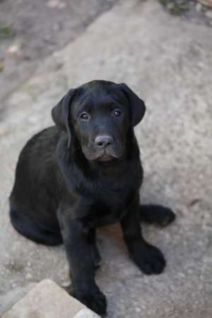 Vand puiuti de labrador