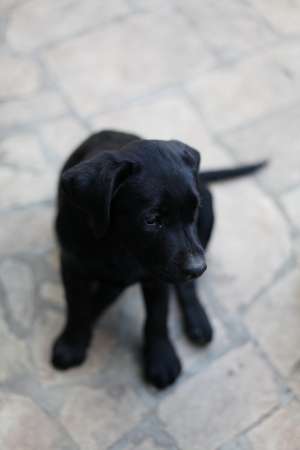 Vand puiuti de labrador