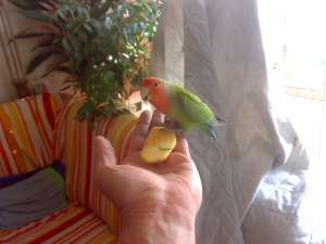pui agapornis