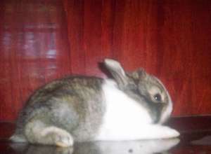 iepuri pitici