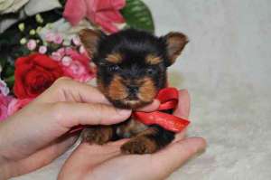 jucarie vie - YORKSHIRE TERRIER TOY MASCUL DISPONIBIL IMEDIAT!!!