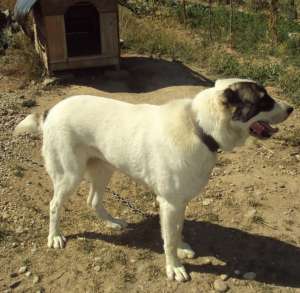 Vand Ciobanesc Asiatic(Negociabil)