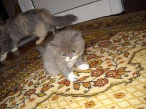 vand motanel gri cu alb