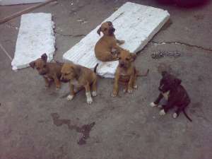 Vand pui Amstaff cu parinti cu pedigree