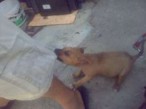 Vand pui Amstaff cu parinti cu pedigree