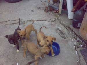 Vand pui Amstaff cu parinti cu pedigree
