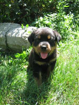 fetita rotweiller
