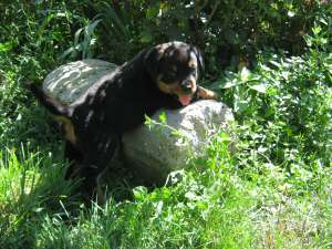 fetita rotweiller