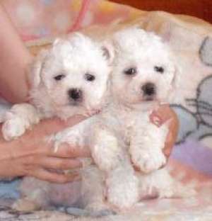 bichon frise