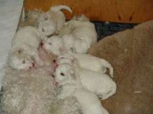 bichon frise