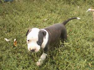 Vand puii amstaff iasi foarte frumosi