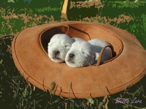 WESTIE de vanzare