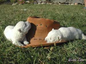 WESTIE de vanzare