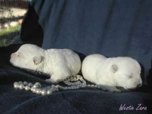 WESTIE de vanzare