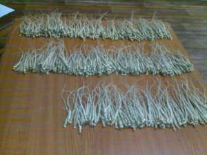 VAND PLANTE CU RADACINI GINSENG