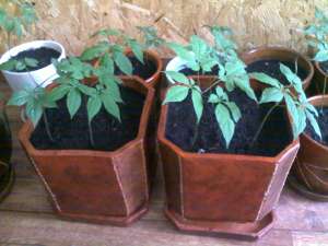 VAND PLANTE CU RADACINI GINSENG