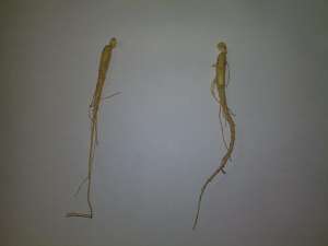 VAND PLANTE CU RADACINI GINSENG