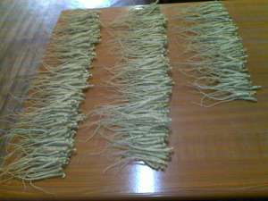 VAND PLANTE GINSENG