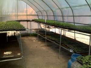VAND PLANTE GINSENG