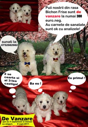 Vand puisori din rasa BICHON FRISE(masculi