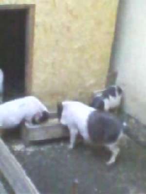 vind porci vietnamezi