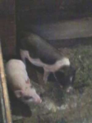 vind porci vietnamezi